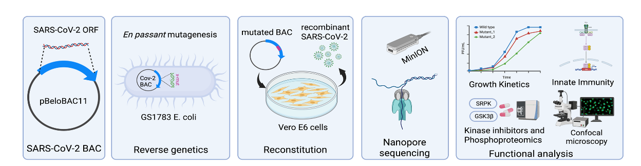 Graphical summary of the BAC-based reverse genetics workflow for generating recombinant coronaviruses. copy;Srinivas Pallerla