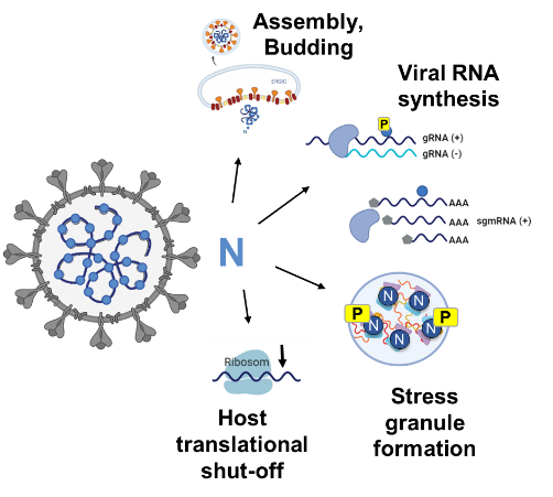 Multifunctional roles of the coronavirus nucleocapsid N protein in viral RNA synthesis, assembly, stress granule formation, and host translational shut-off.