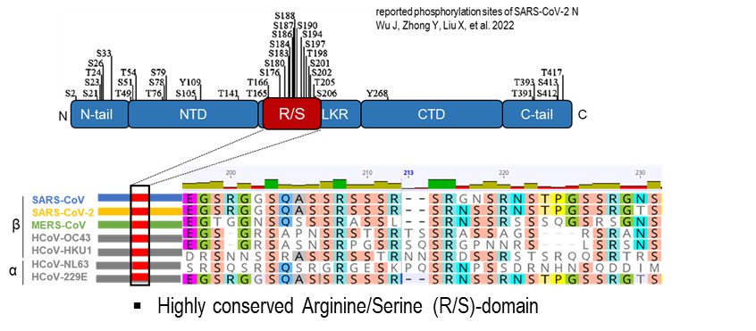 Reported phosphorylation sites of SARS-CoV-2 N protein and the highly conserved Arginine Serine R S -domain across coronaviruses.