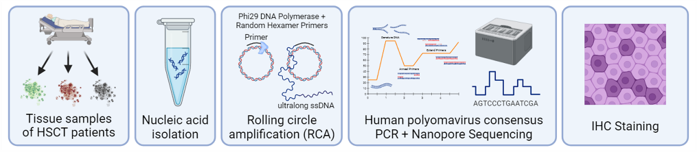 Graphical summary of the polyomavirus detection and characterization workflow. copy;Maximilian Kelch