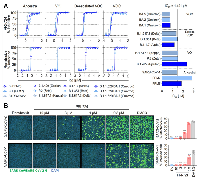 Figure 1: Inhibition of SARS-CoV-2 and SARS-CoV-1 by PRI-724. A Dose-response curves of diverse SARS-CoV-2 mutational variants and SARS-CoV-1 to PRI-724 and Remdesivir. B Staining of SARS-CoV-2 and SARS-CoV-1 N protein 18 hpi.